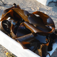 Load image into Gallery viewer, Rōnin kelp 5L

